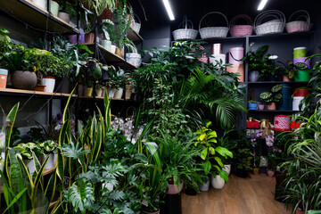 Fototapeta na wymiar the interior of a florist shop with flowers of exotic plants on the shelves