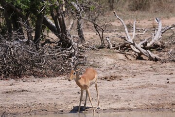 Impala at waterhole