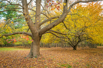 Autumn Trunk