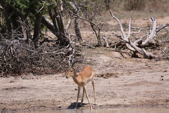 Impala at waterhole