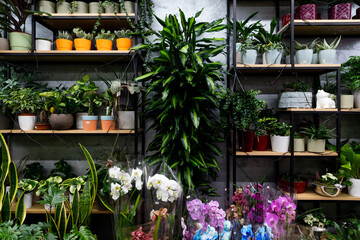 a shelf with exotic flower plants in pots in a gardener's florist shop