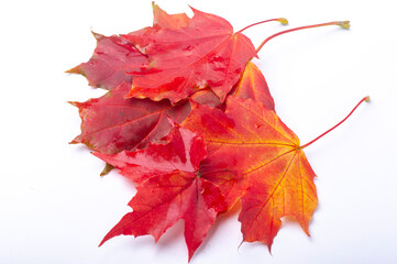 Autumn maple leaf. Photo with leaf isolated on white