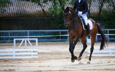Dressage horse with rider in a gallop jump from right to left..
