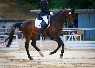 Dressage horse with rider changing canter from left to right..