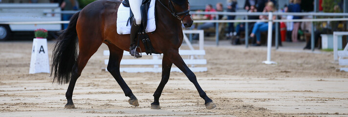 Dressage horse trotting when initiating a turn with an extended forehand..