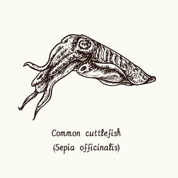 Common cuttlefish or European common cuttlefish (Sepia officinalis). Ink black and white doodle drawing in woodcut style with inscription.
