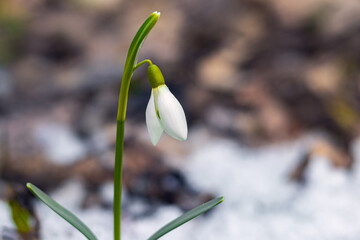 White gentle snowdrop among melted snow and dry leaves in sunny weather