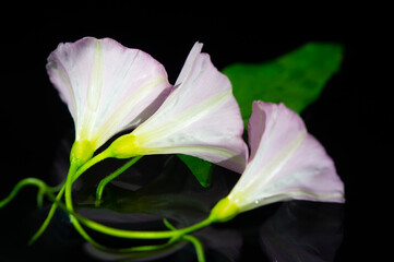 Convolvulus arvensis field bindweed is a rhizomatous species of bindweed. Although it produces beautiful flowers, it is often unwanted in gardens as an unpleasant weed.