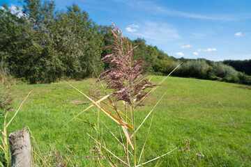 grass plume