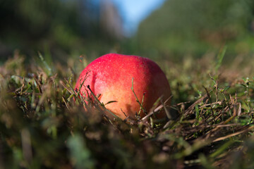 apple in grass