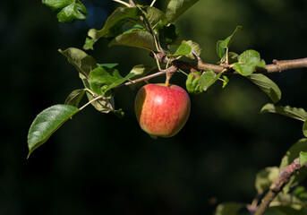 ripe apples on tree