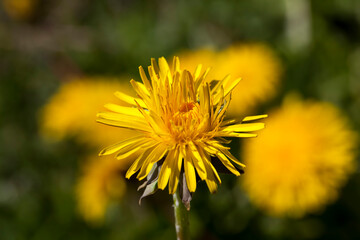 a field with yellow blooming dandelions in the spring season