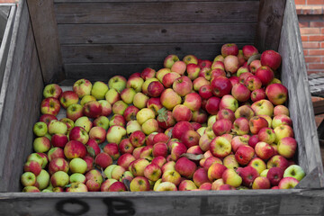 crate with ripe apples