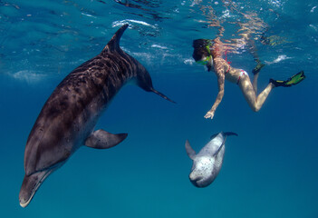 Wild Atlantic spotted dolphins playing with female snorkeler Grand Bahama Banks. © Joseph