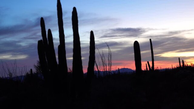 Giant Saguaros (Carnegiea gigantea) against the background of red clouds in the evening at sunset. Organ Pipe Cactus National Monument, Arizona USA