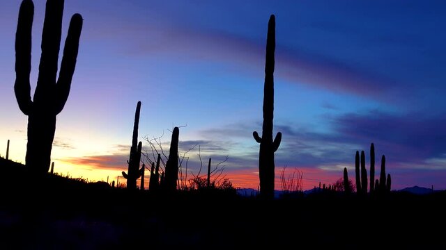 Giant Saguaros (Carnegiea gigantea) against the background of red clouds in the evening at sunset. Organ Pipe Cactus National Monument, Arizona USA