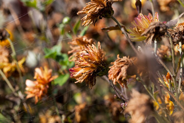 dried flowers in the autumn season
