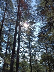 Fototapeta premium trees in the woods