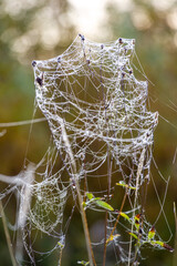 Autumn spider web. Dawn over the river, fog. Drops of morning dew and fog suddenly reveal many hidden cobwebs that were previously almost invisible due to the transparent nature of silk