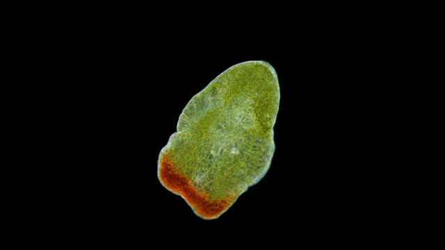 Acoela worm Convolutriloba under a microscope, of family Convolutidae, type Xenacoelomorpha. Genus Are found worldwide in marine and brackish waters. Red sea.