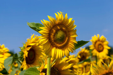 sunflowers blooming in the summer