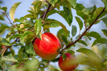 Apples on the tree. Orchard with red apples, colorful red fruits on the tree, ready to be harvested.