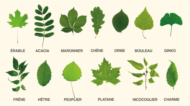 ensemble de feuilles classées par famille d'arbres