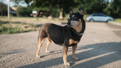 small dog on the ground in summer outside