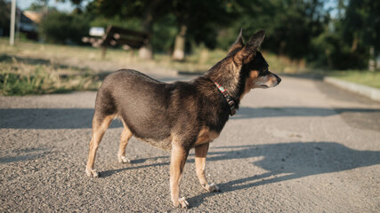 small dog on the ground in summer outside