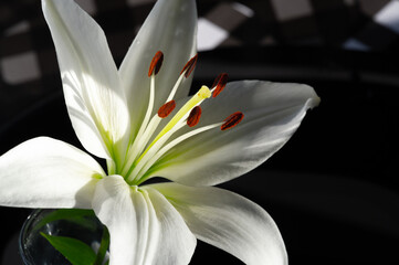 Lily cream white flower. The Latin name comes from the Greek λείριον, leírion, which is believed to refer to real white lilies, of which the Madonna flower is an example.