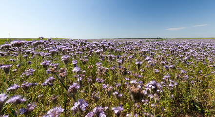 blooming blue purple flowers flowers in the field