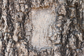 Bark old wood texture background