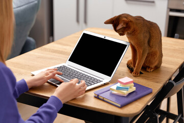 Young adult woman in violet hoodie with abyssinian cat using laptop. Work from home concept - obrazy, fototapety, plakaty