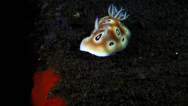 Nudibranch (sea slug) Goniobranchus leopardus, walking on the seabed. Underwater macro world of Tulamben, Bali, Indonesia.