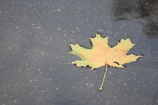 leaf © Stan