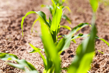 green young corn on an agricultural field in the spring season