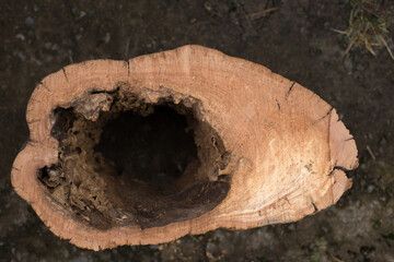 Hornets nest in the hollow of an old tree