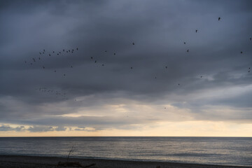 Flocks of birds fly over the sea against the background of a gloomy cloudy sky in the evening. The sky on the horizon is painted in yellow sunset colors. The sun is not visible because of the clouds 