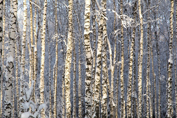 Sunny snowy birches trees, winter forest