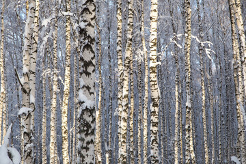 Sunny snowy birches trees, winter forest