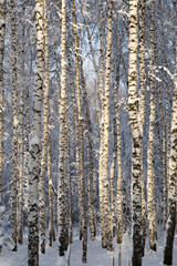 Sunny snowy birches trees, winter forest