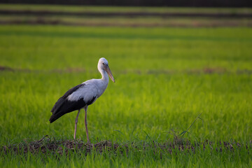 stork in the grass