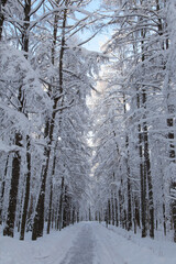Winter landscape. snowy trees in forest