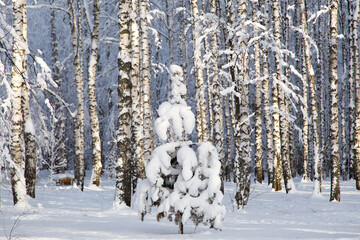 Sunny spruce tree underneath the snow, winter birch forest on background