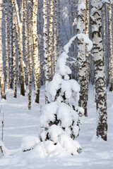 Sunny spruce tree underneath the snow, winter birch forest on background