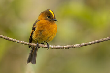 Cinnamon Flycatcher perched on a branch