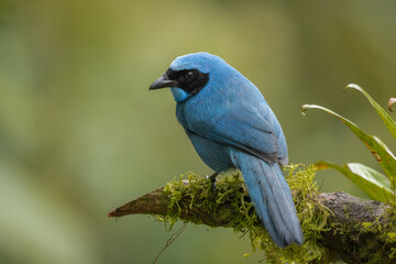Turquoise Jay perched on a branch