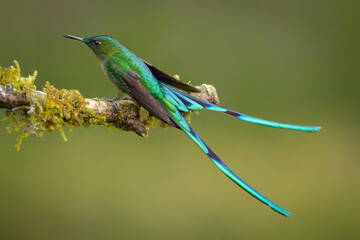 Long-tailed Sylph hummingbird perched on a branch showing its long forked tail © Wim