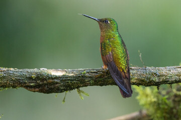 Fototapeta na wymiar Chestnut-breasted Coronet hummingbird perched on a branch