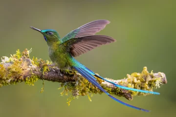 Sierkussen Long-tailed Sylph hummingbird perched on a branch showing its long forked tail © Wim